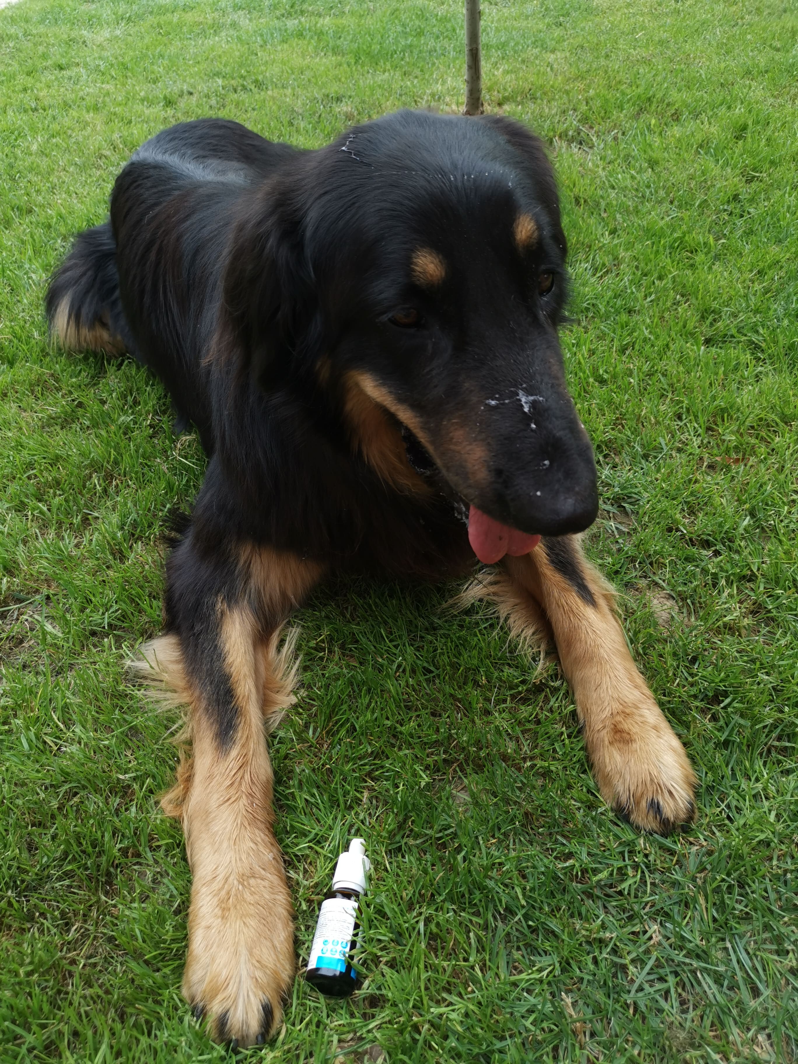 Dante kutya és CBD olaj