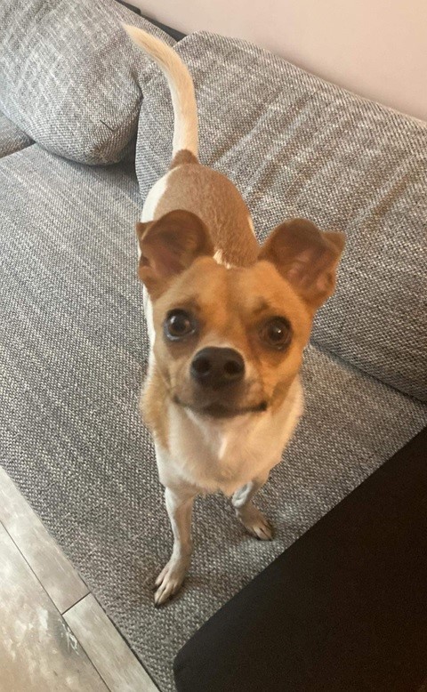 Pufi kutya és a CBD olaj