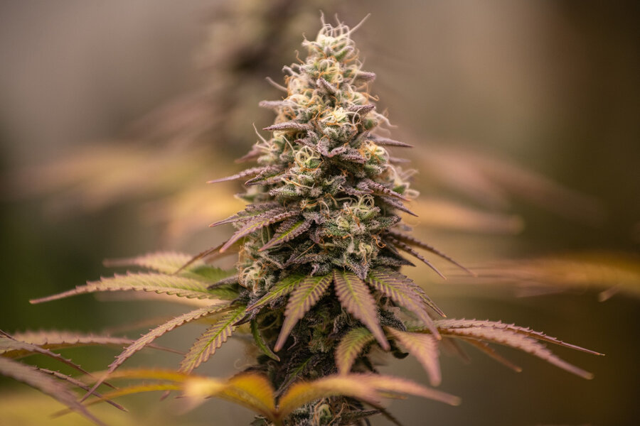 mi az a cbd virág, a kender virágzat bemutatása közelről