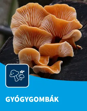 Gyógygombák